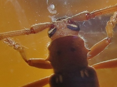 Eburia