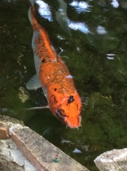 Cyprinus rubrofuscus