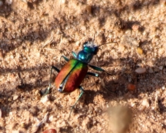 Cicindela scutellaris scutellaris
