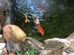 Cyprinus rubrofuscus