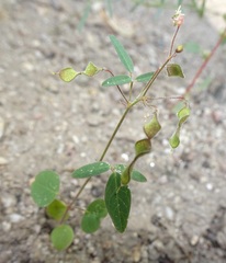 Desmodium procumbens
