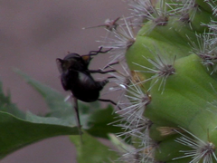 Copestylum spinigerum