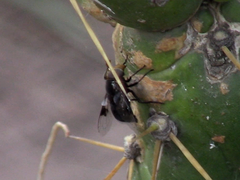 Copestylum spinigerum