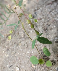 Desmodium procumbens