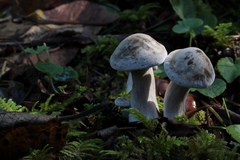 Clitocybe dilatata