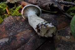 Clitocybe dilatata