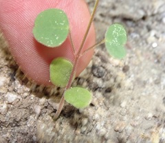 Desmodium procumbens