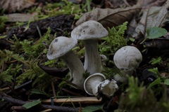 Clitocybe dilatata