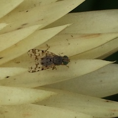 Austrotephritis pelia