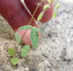 Desmodium procumbens