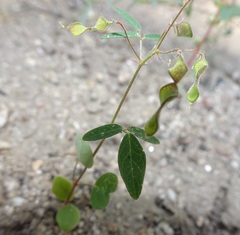 Desmodium procumbens
