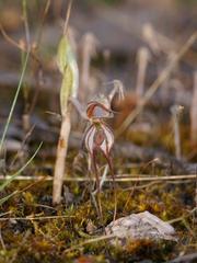 Pterostylis despectans