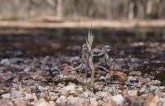 Pterostylis despectans