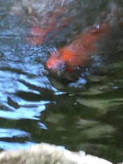 Cyprinus rubrofuscus