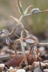 Pterostylis despectans