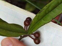 Ardisia lindleyana