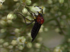 Dilophus pectoralis