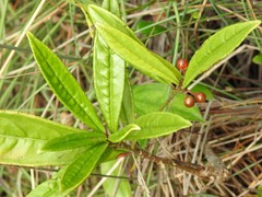 Ardisia lindleyana