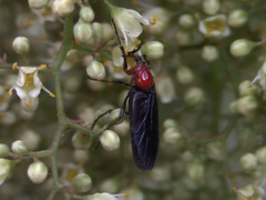 Dilophus pectoralis