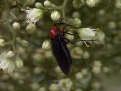 Dilophus pectoralis
