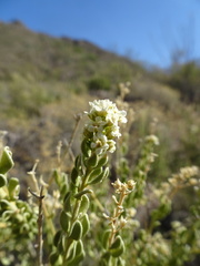 Mortonia scabrella