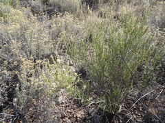 Mortonia scabrella