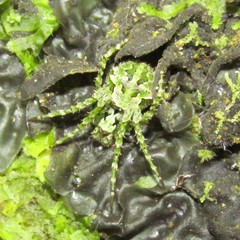 Cryptaranea atrihastula