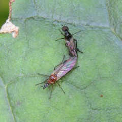 Dilophus segnis