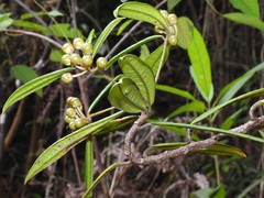 Ardisia lindleyana