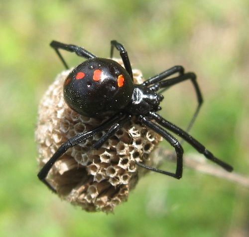 Northern Black Widow