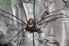 Homolophus serrulatus