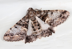 Gastrinodes argoplaca