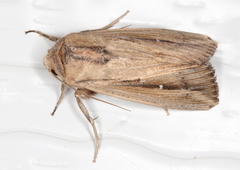 Leucania stenographa