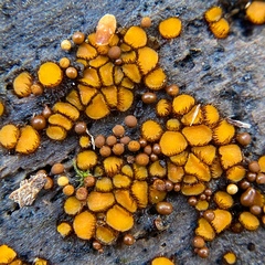 Scutellinia erinaceus