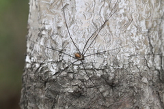 Homolophus serrulatus