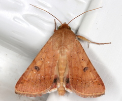 Australothis rubrescens