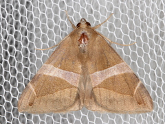 Bastilla arctotaenia