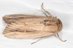 Leucania stenographa