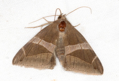Bastilla arctotaenia