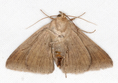 Bastilla arctotaenia