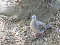 Streptopelia orientalis