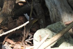 Cnemidophorus ruatanus