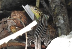Cnemidophorus ruatanus