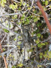 Amphipsalta strepitans