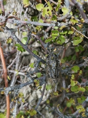 Amphipsalta strepitans