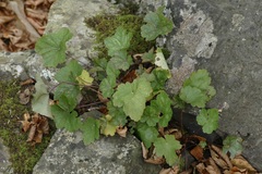 Heuchera