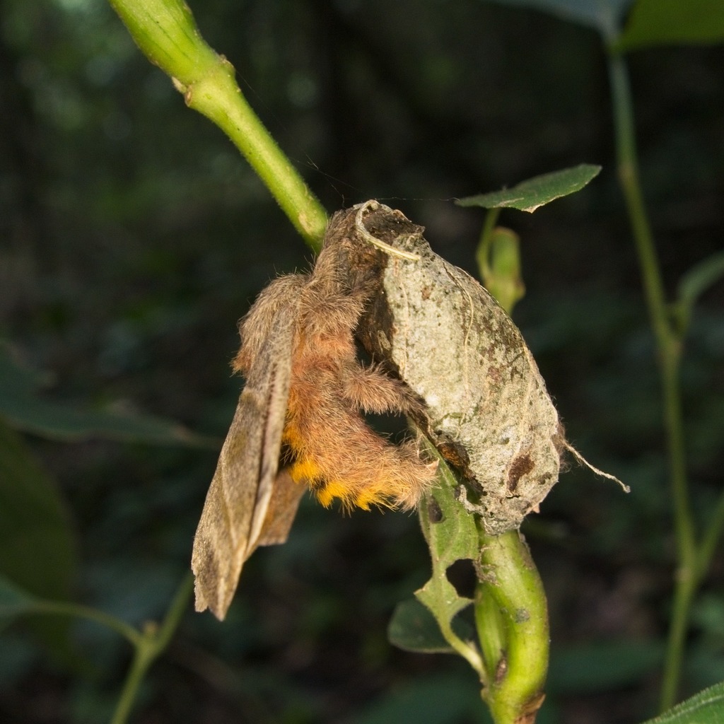 Hylesia subaurea