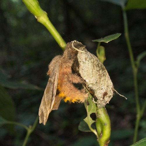 Hylesia subaurea