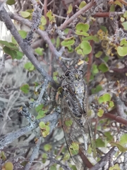 Amphipsalta strepitans