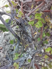 Amphipsalta strepitans